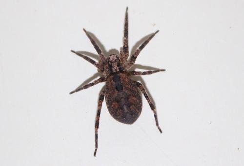 Zoropsis spinimana